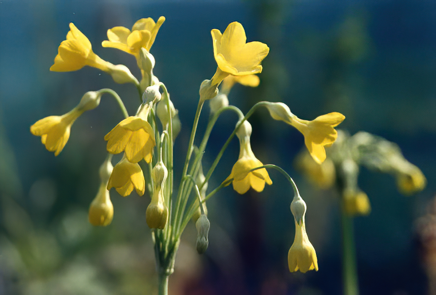 Primula florindae photo